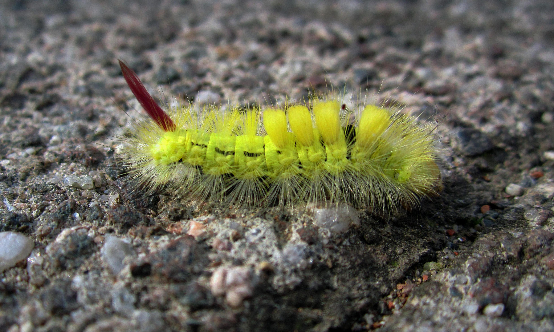 Punker Raupe mit Stachel