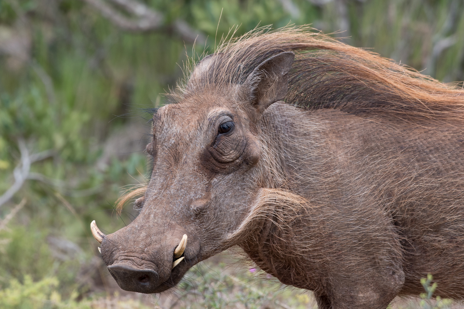 Punker Warzenschwein