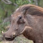 Punker Warzenschwein