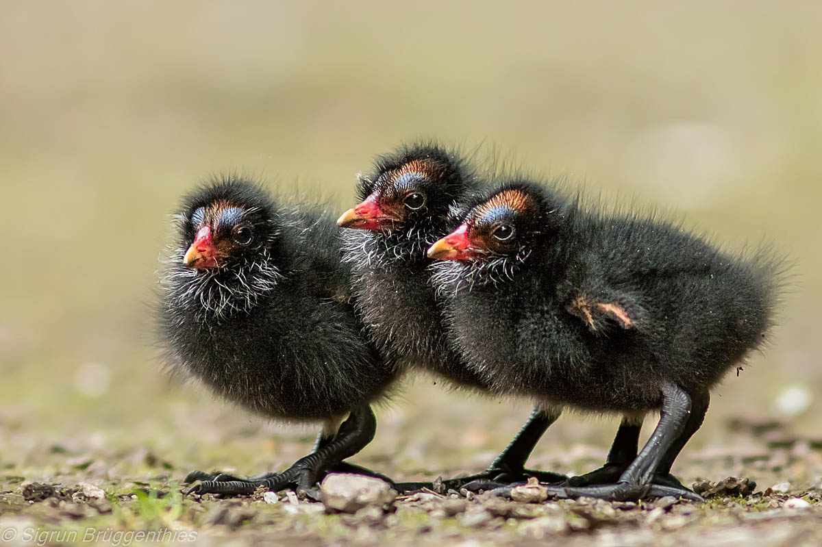 Punkertrio