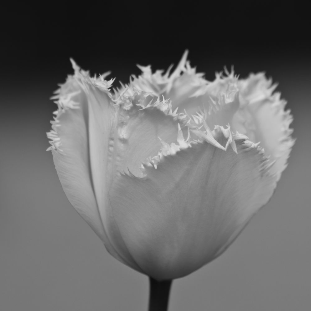 Punkige Tulpe