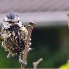 "Punklady" - einmal Fönen bitte...