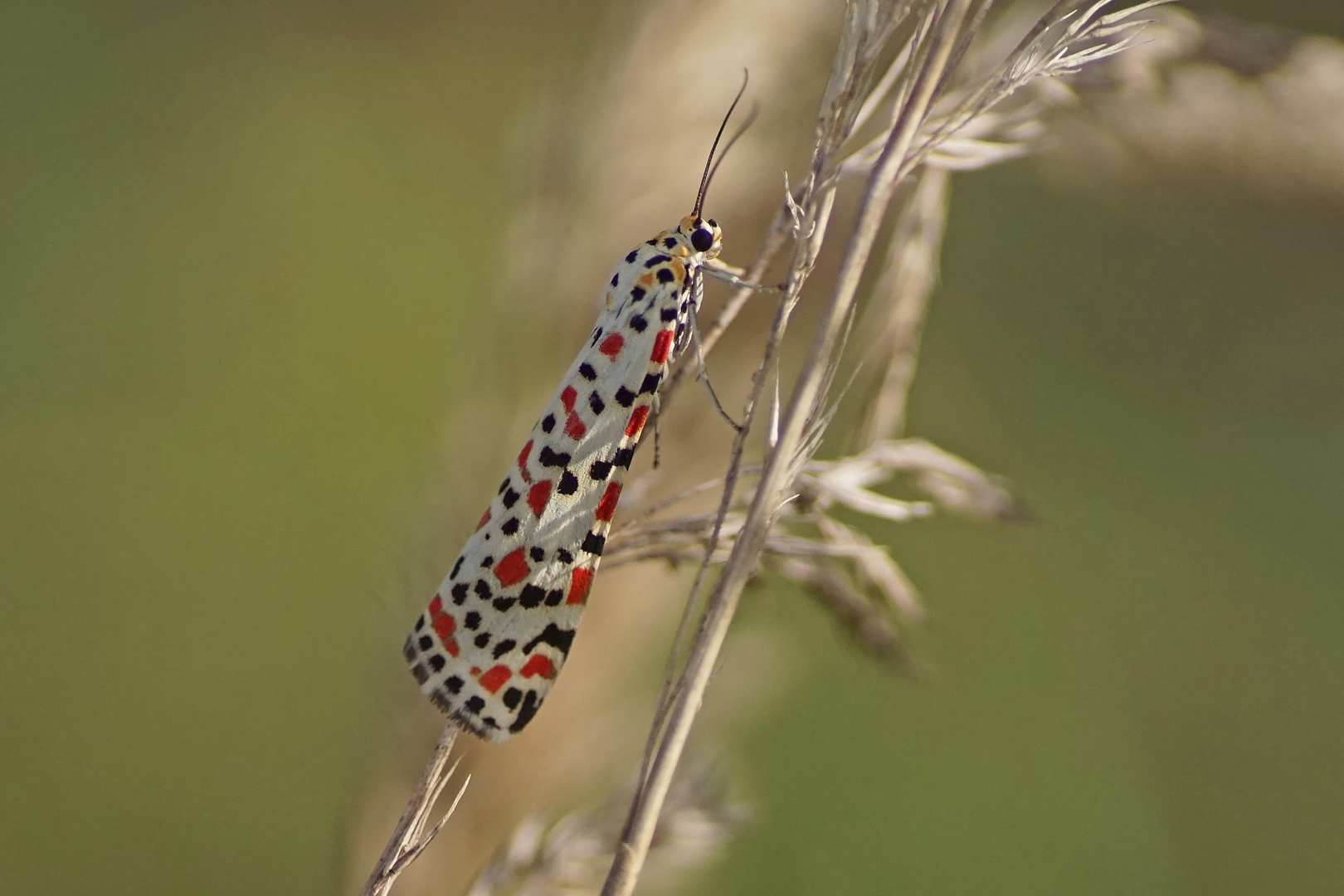 Punkt-oder Harlekinbär (Utetheisa pulchella)