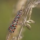 Punkt-oder Harlekinbär (Utetheisa pulchella)