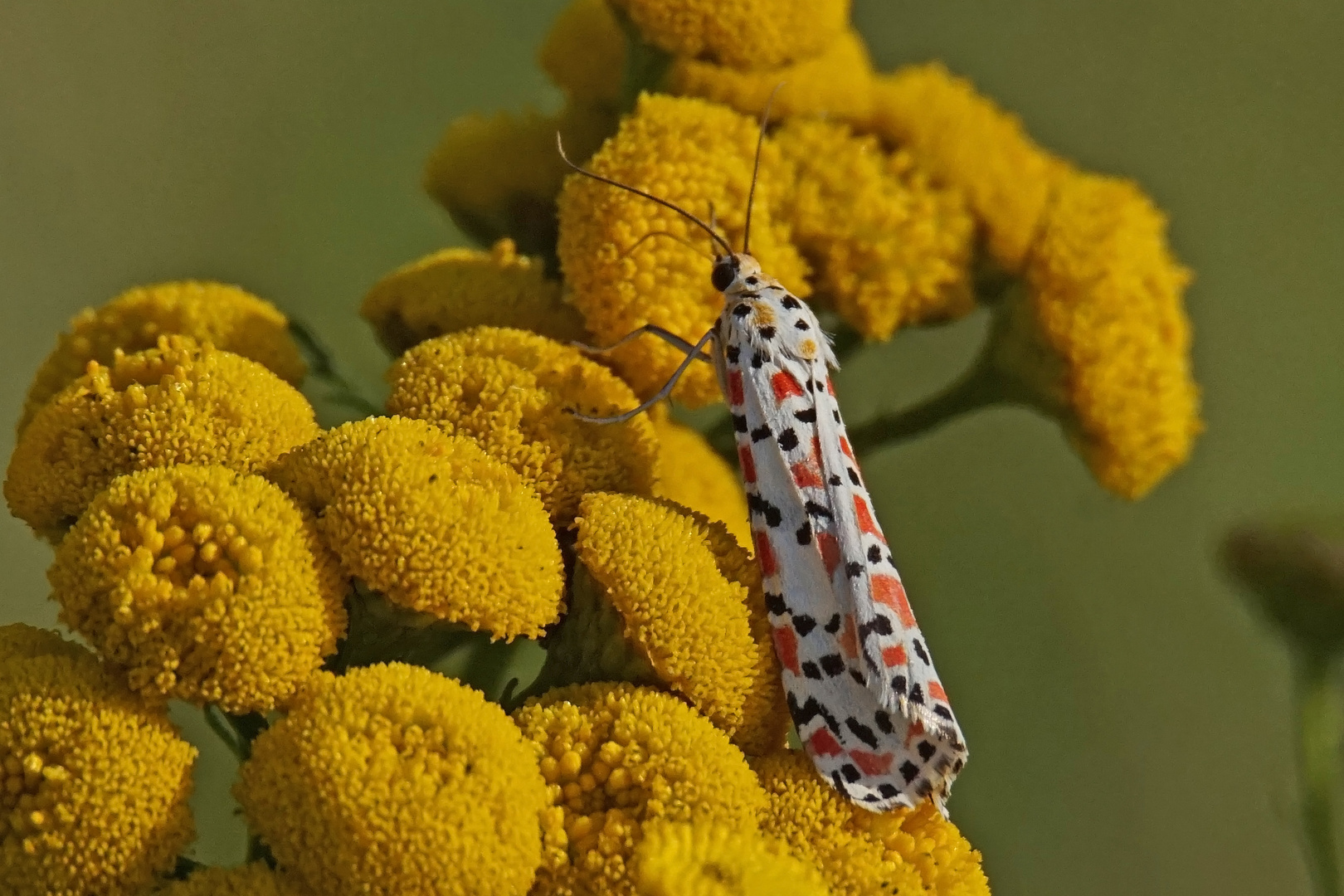 Punkt-oder Harlekinbär (Utetheisa pulchella)