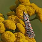 Punkt-oder Harlekinbär (Utetheisa pulchella)