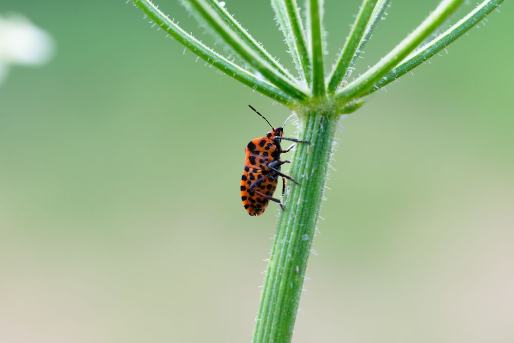 Punkte auf der ...Streifenwanze (Graphosoma lineatum), shield bug