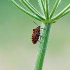 Punkte auf der ...Streifenwanze (Graphosoma lineatum), shield bug