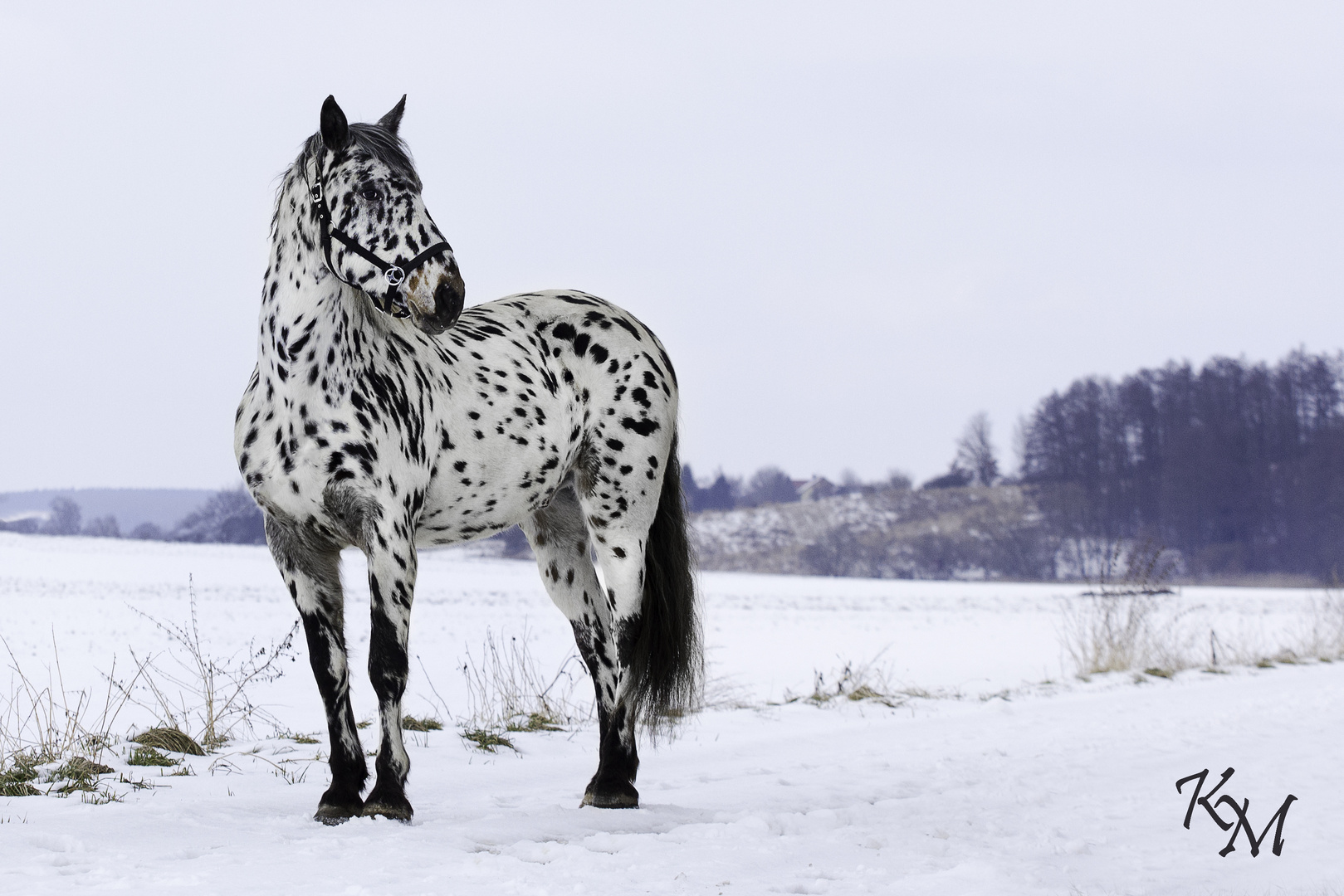 Punkte Im Schnee Foto Bild Tiere Haustiere Pferde Esel Maultiere Bilder Auf Fotocommunity