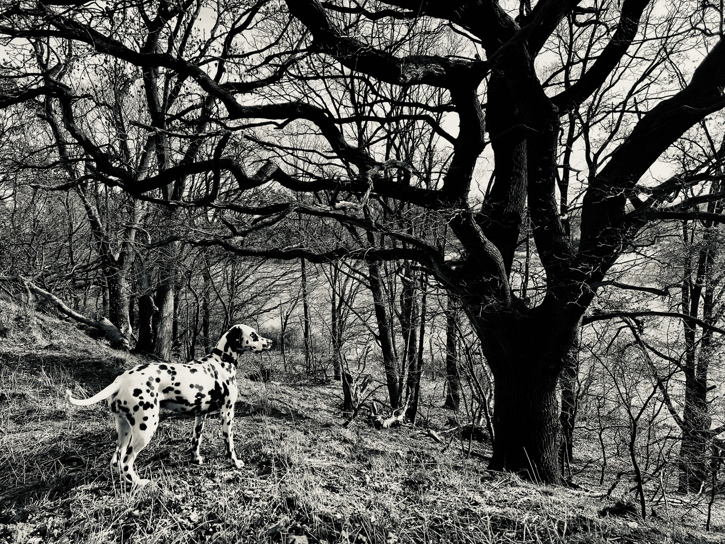 Punkte im Wald