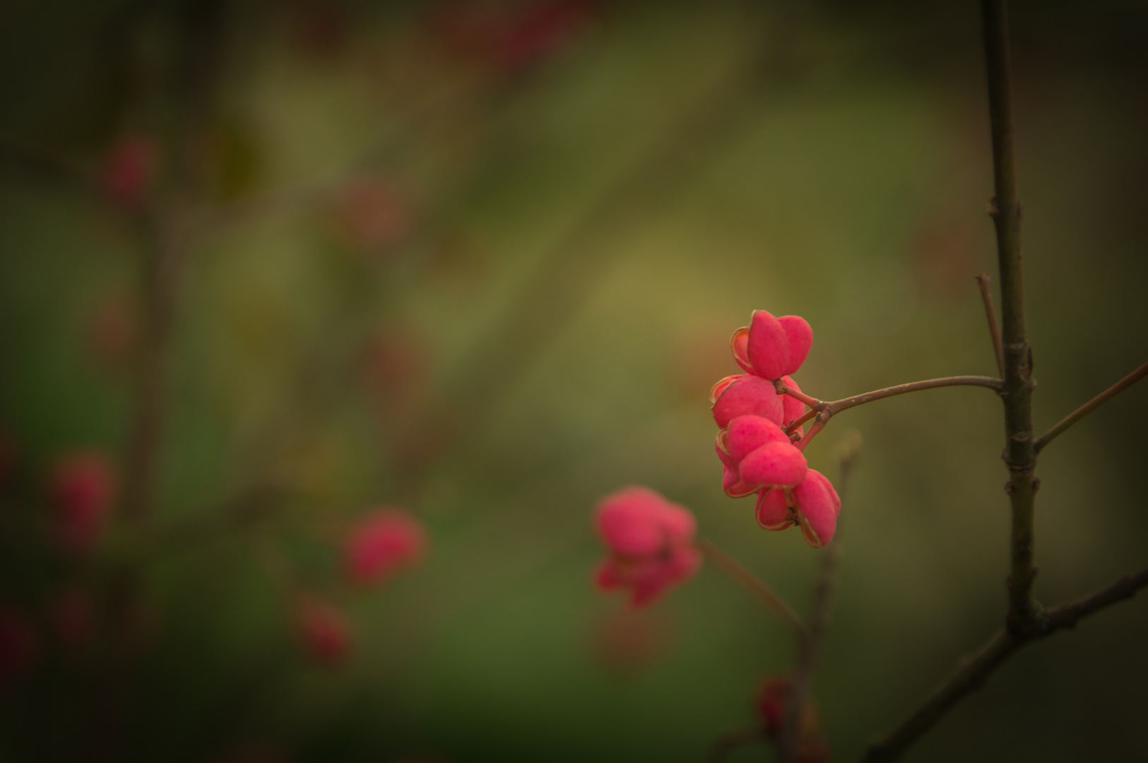 Punkte in Pink