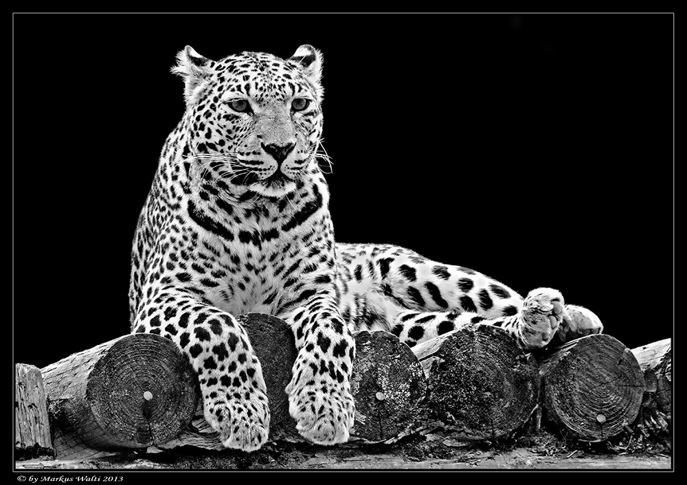 Punkte Schwarz Weiss Foto Bild Tiere Zoo Wildpark Falknerei Saugetiere Bilder Auf Fotocommunity