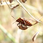 Punkte & Streifen - Streifenwanze (Graphosoma italicum) auf Fenchel