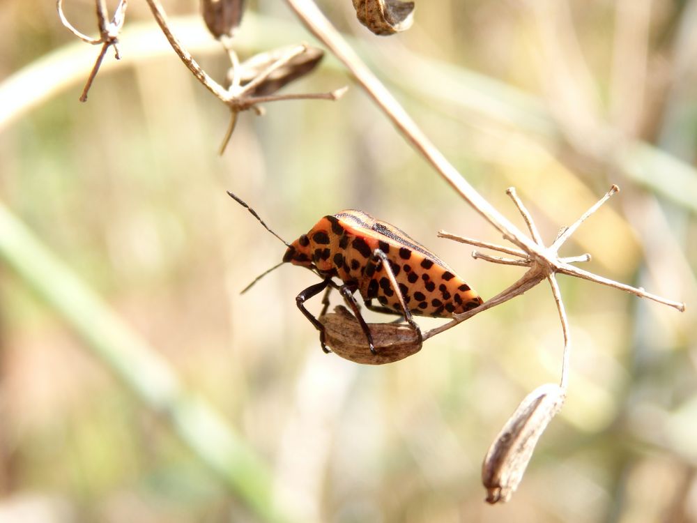 Punkte & Streifen - Streifenwanze (Graphosoma italicum) auf Fenchel