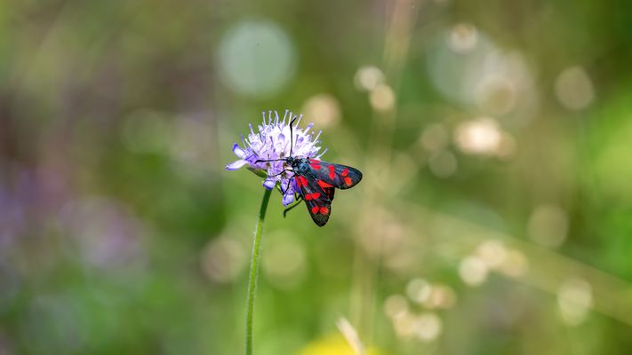 Punkte vorne, Punkte hinten
