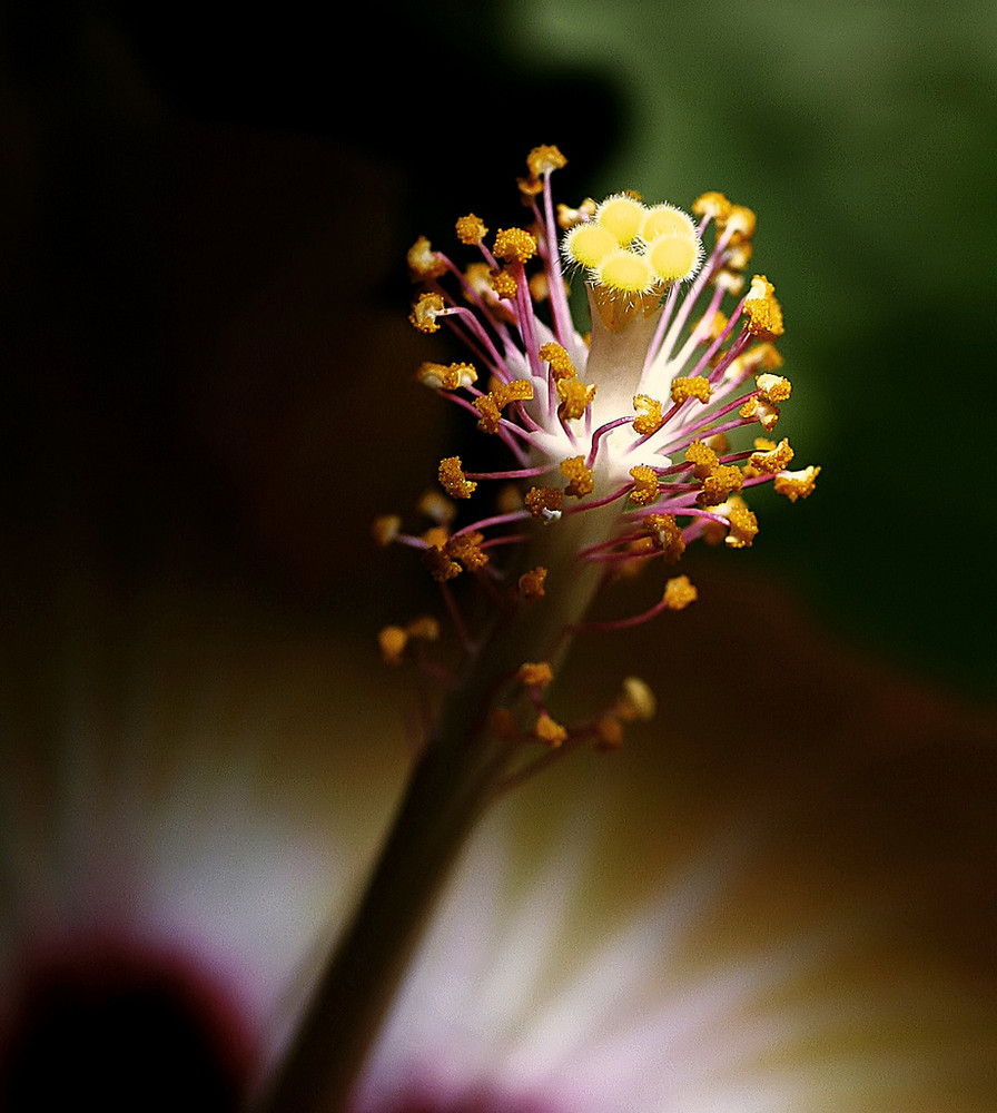 Punktgenau - Hibiskusblüte im "Rampenlicht"