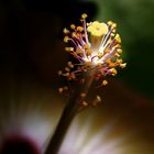 Punktgenau - Hibiskusblüte im "Rampenlicht"