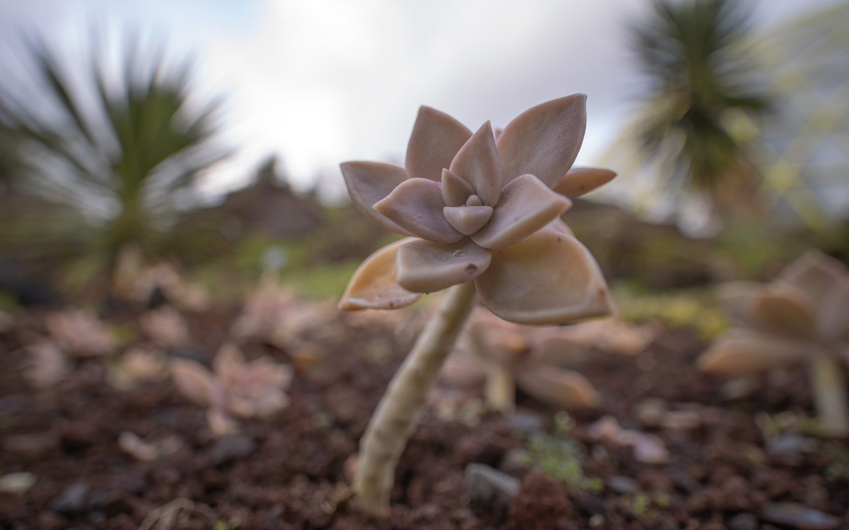 Punktierte Felsenrose UWW I (graptopetalum paraguayense)