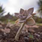 Punktierte Felsenrose UWW I (graptopetalum paraguayense)