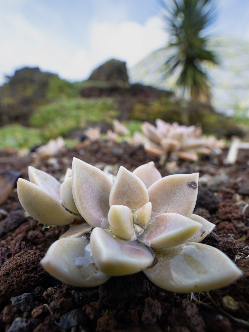 Punktierte Felsenrose UWW II (graptopetalum paraguayense)