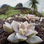 Punktierte Felsenrose UWW II (graptopetalum paraguayense)