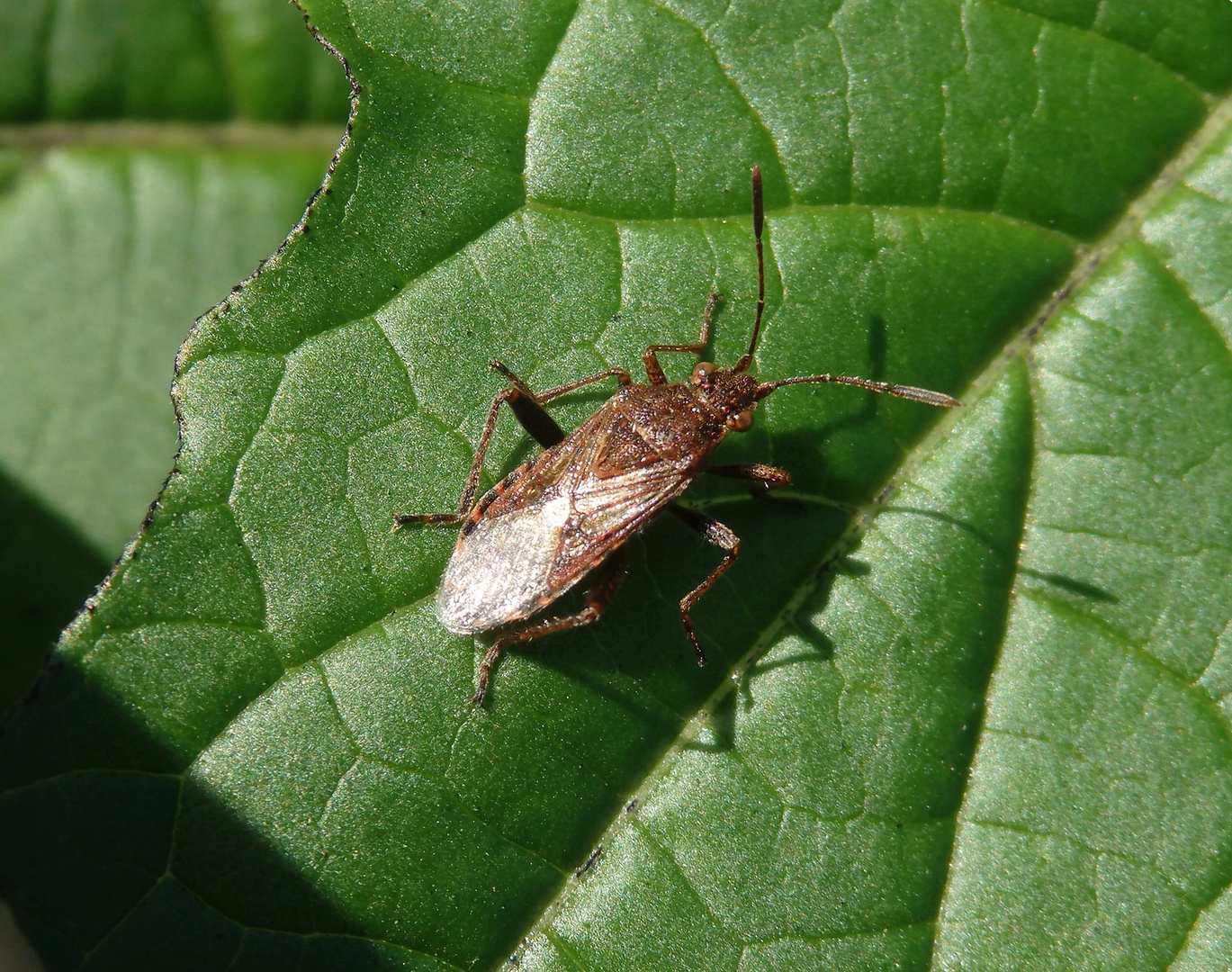 Punktierte Glasflügelwanze (Stictopleurus punctatonervosus)