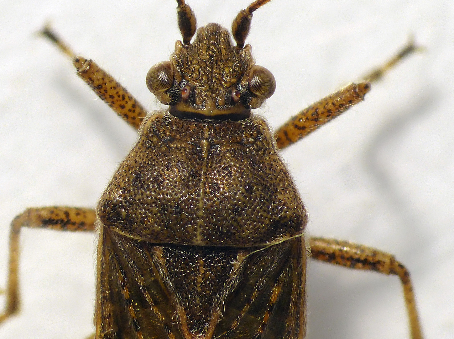 Punktierte Glasflügelwanze (Stictopleurus punctatonervosus)