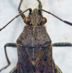 Punktierte Glasflügelwanze (Stictopleurus punctatonervosus)