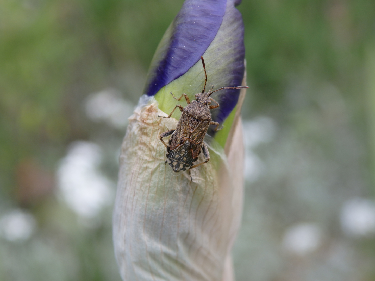 Punktierte Glasflügelwanze (Stictopleurus punctatonervosus)