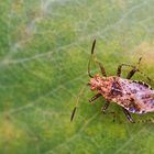 Punktierte Glasflügelwanze (Stictopleurus punctatonervosus)