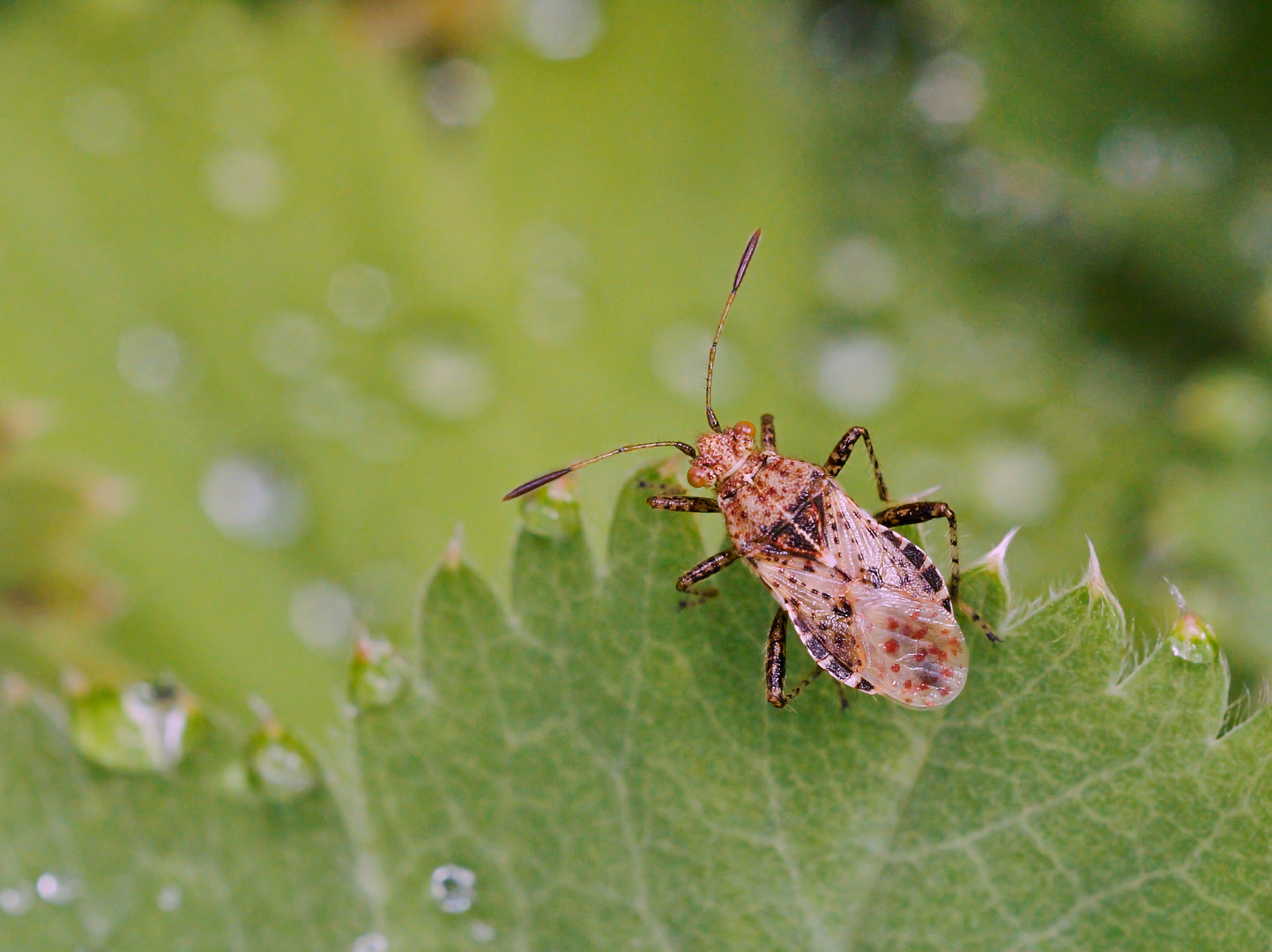 Punktierte Glasflügelwanze (Stictopleurus punctatonervosus)