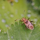 Punktierte Glasflügelwanze (Stictopleurus punctatonervosus)