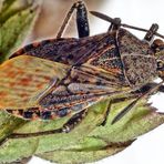 Punktierte Glasflügelwanze (Stictopleurus punctatonervosus)