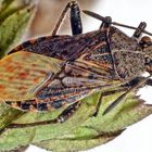 Punktierte Glasflügelwanze (Stictopleurus punctatonervosus)