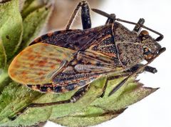 Punktierte Glasflügelwanze (Stictopleurus punctatonervosus)