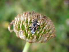 Punktierte Glasflügelwanze (Stictopleurus punctatonervosus) im heimischen Garten