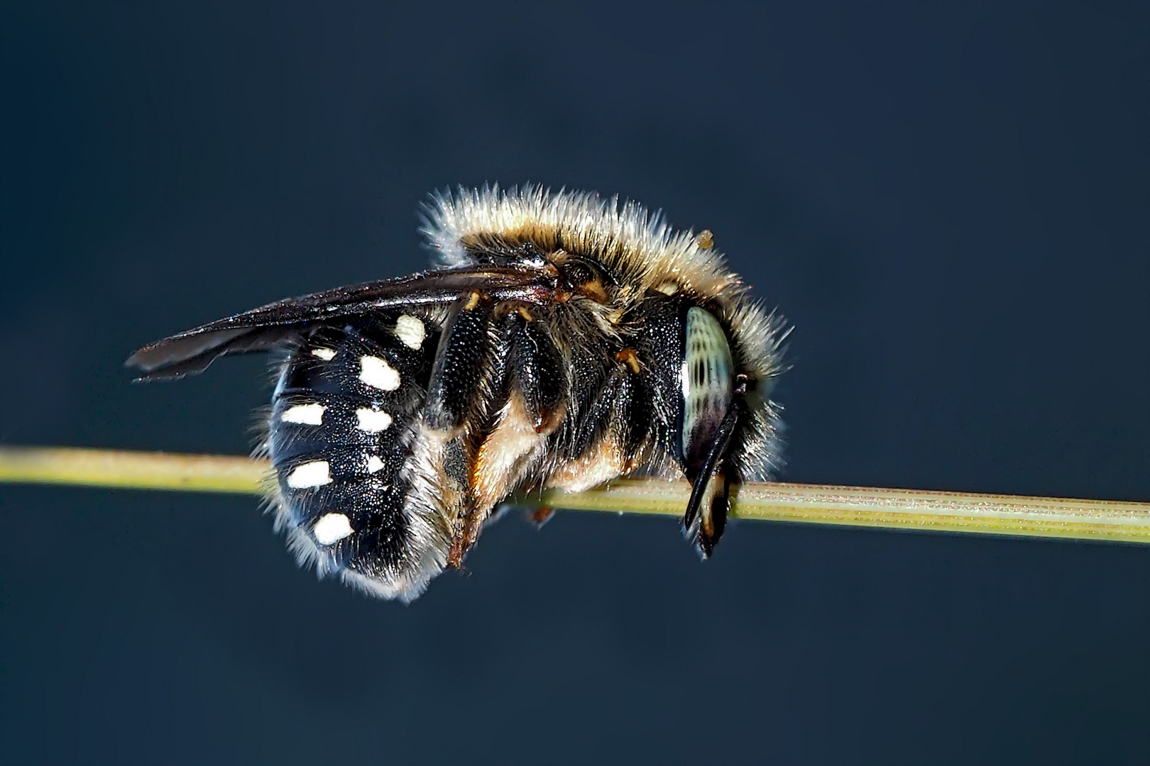 Punktierte oder Weissfleckige Wollbiene (Anthidium punctatum) - Une abeille sauvage très rare.