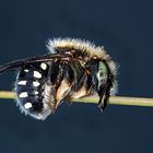 Punktierte oder Weissfleckige Wollbiene (Anthidium punctatum) - Une abeille sauvage très rare.