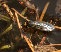 Punktierte Ruderwanze - auch Wasserzikade genannt