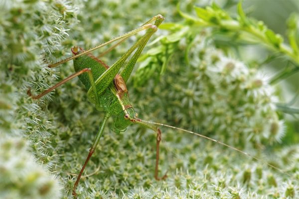 Punktierte Zartschrecke