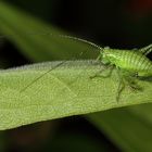 Punktierte Zartschrecke auf Blatt (+ Tierinfo)