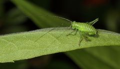 Punktierte Zartschrecke auf Blatt (+ Tierinfo)