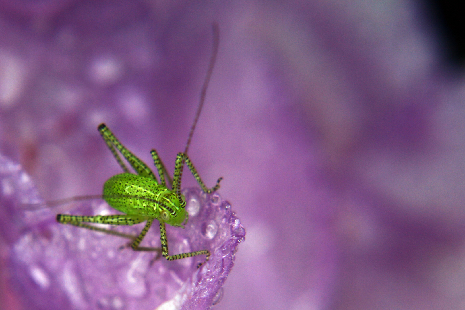 punktierte Zartschrecke auf Blüte