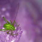 punktierte Zartschrecke auf Blüte