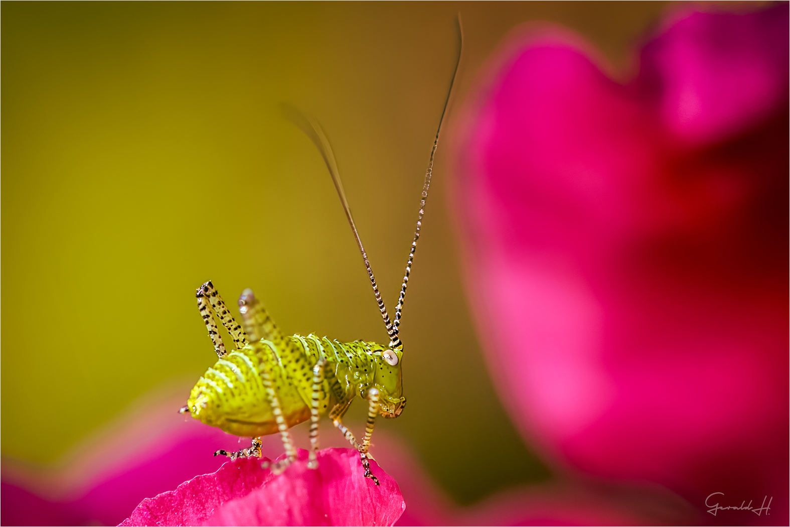 Punktierte Zartschrecke auf Rhododendron