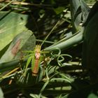 Punktierte Zartschrecke - ausgewachsenes Männchen