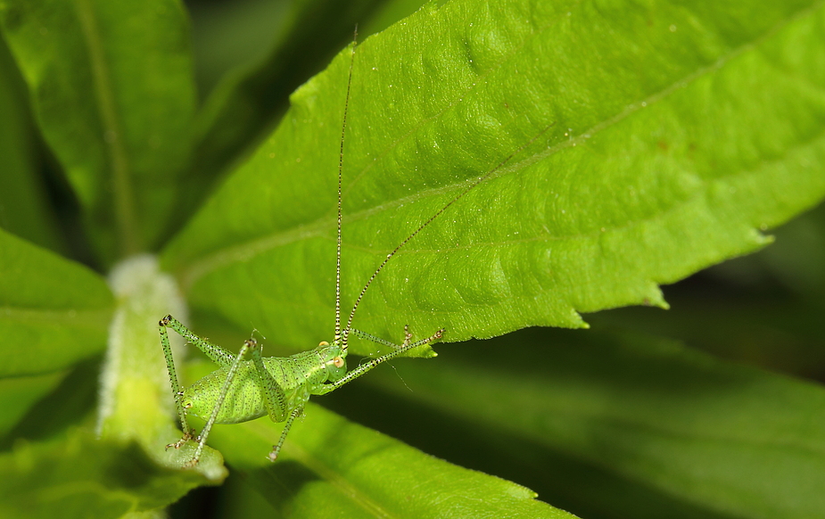 Punktierte Zartschrecke beim Stretching