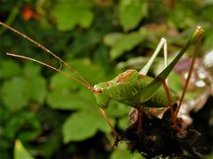 Punktierte Zartschrecke - Leptophyes punctatissima