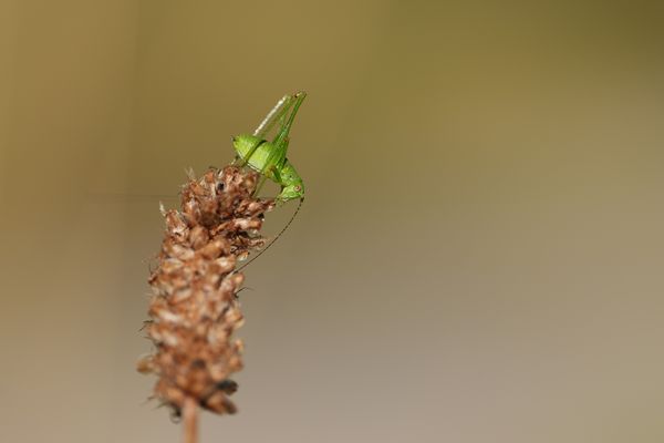 Punktierte Zartschrecke (Leptophyes punctatissima)