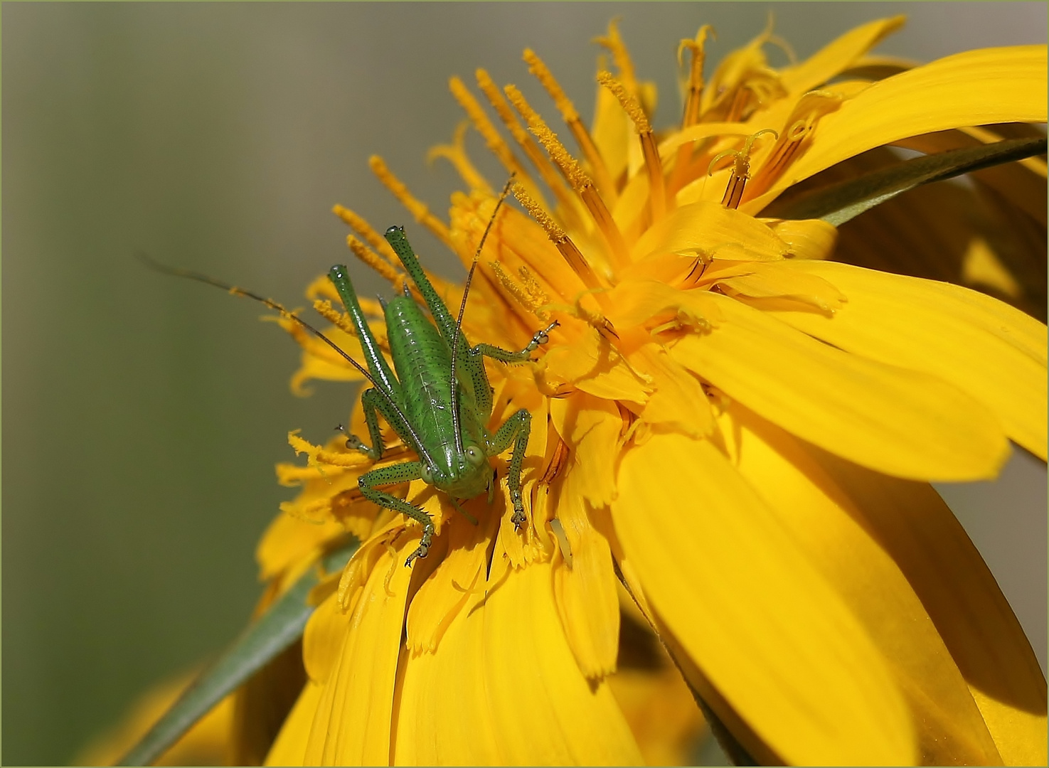 Punktierte Zartschrecke (Leptophyes punctatissima).